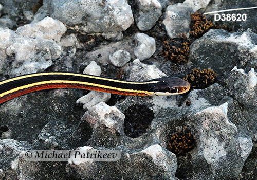 Northern Ribbon Snake (Thamnophis sauritus septentrionalis)